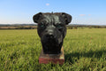 Pit Bull Head