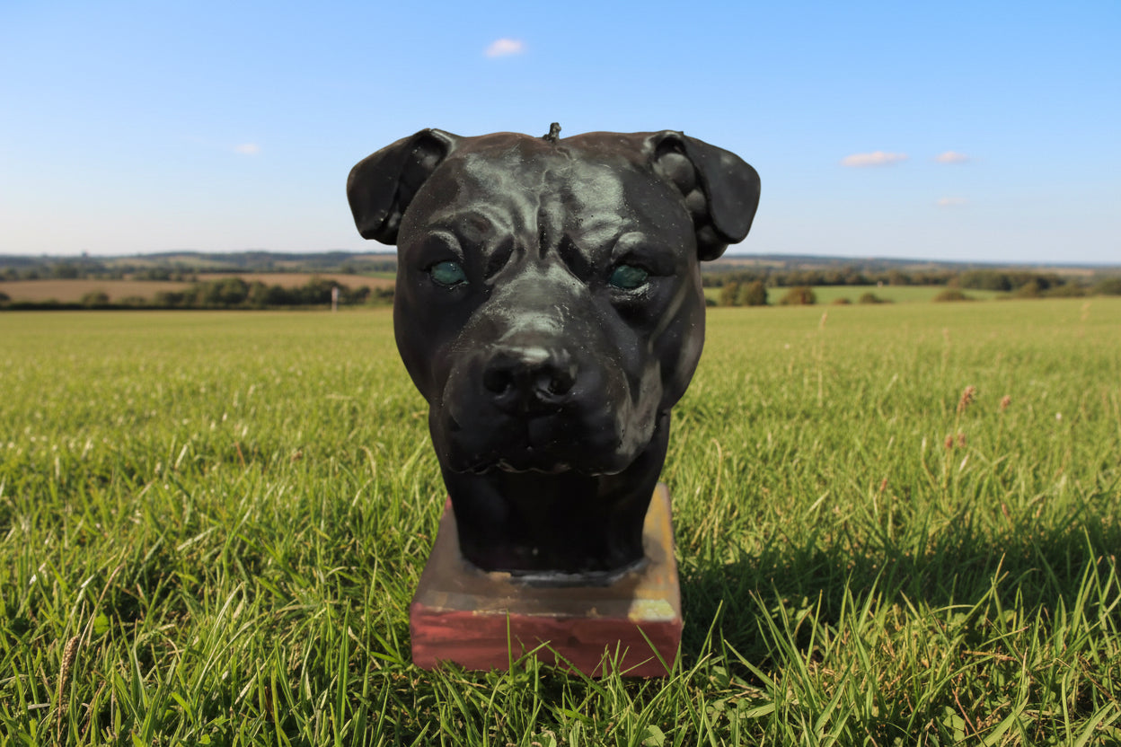 Pit bull head Apr10_16:15